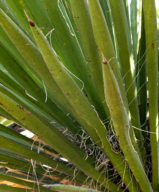 YUCCA FILIFERA, white filaments on leaves