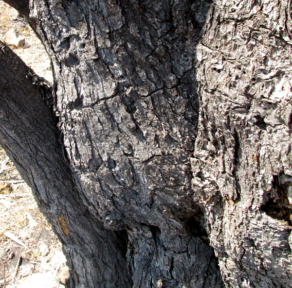 YUCCA FILIFERA, bark