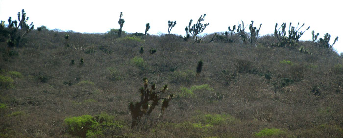 YUCCA FILIFERA, growing along ridge