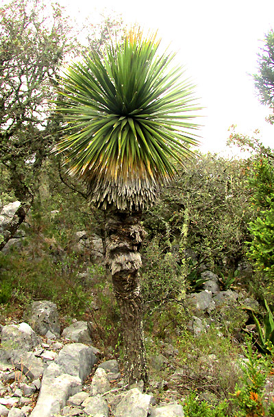 Spanish Dagger, YUCCA TRECULIANA, in habitat