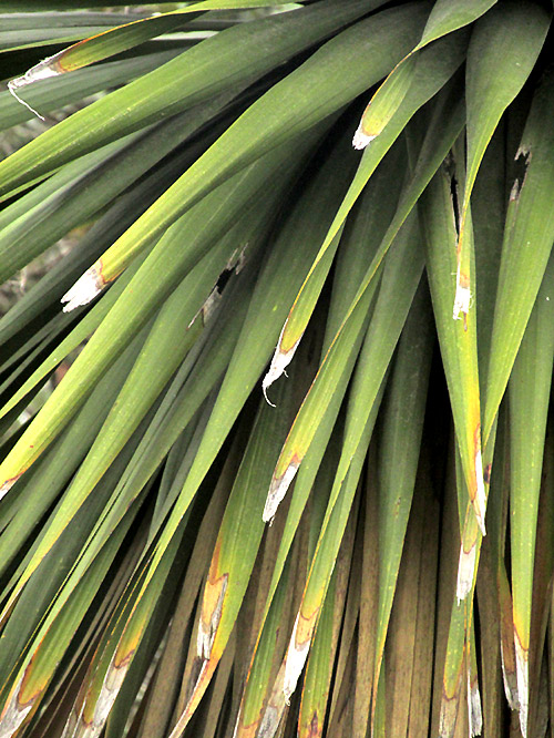 Spanish Dagger, YUCCA TRECULIANA