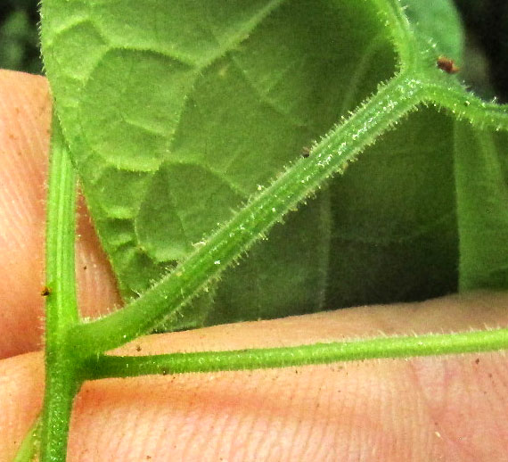 Sicydium tamnifolium
