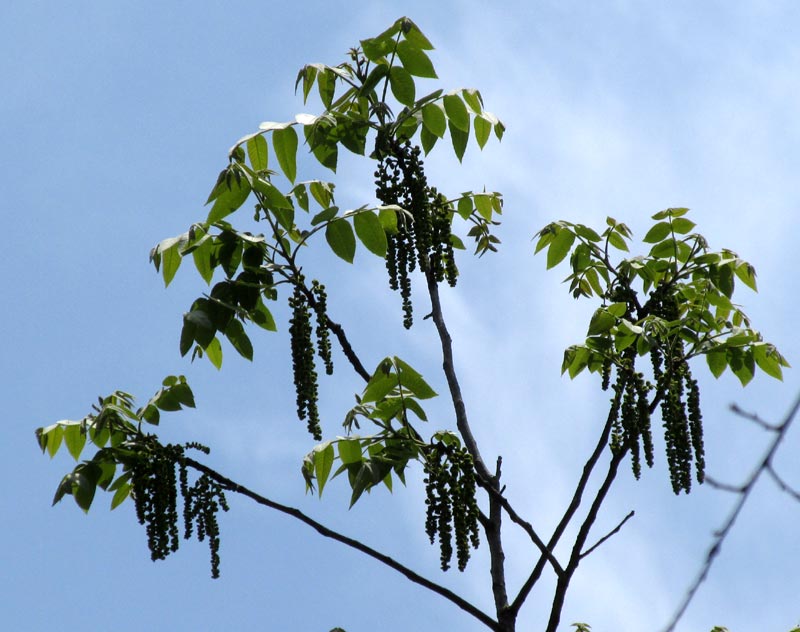 Mexican Hickory, CARYA PALMERI, leaves & aments