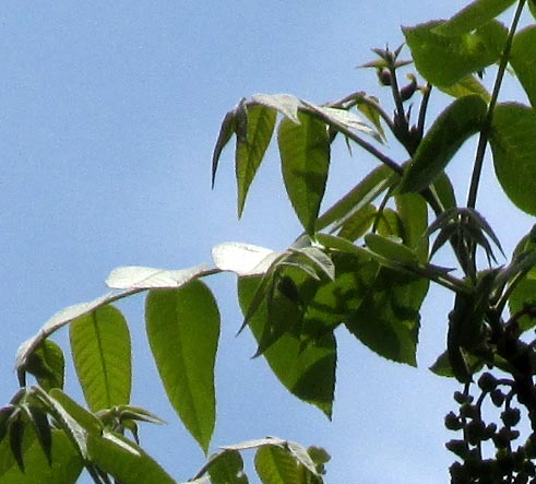 Mexican Hickory, CARYA PALMERI, leaves closer up & female flowers