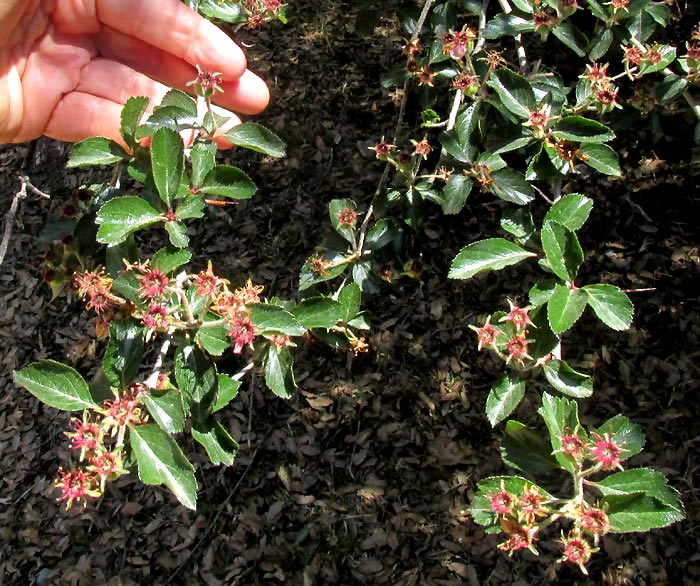 Mexican Hawthorn, CRATAEGUS MEXICANA, flowering branch