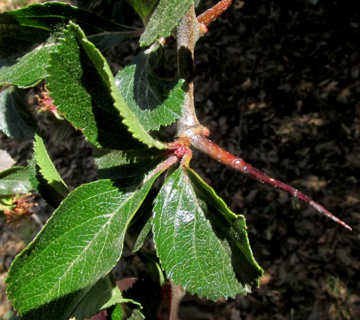 Mexican Hawthorn, CRATAEGUS MEXICANA, flowering branch