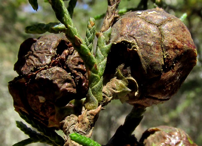 Mexican Cedar, CUPRESSUS LUSITANICA, mature seed cones