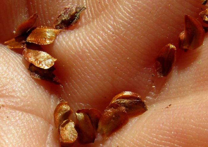 Mexican Cedar, CUPRESSUS LUSITANICA, seeds