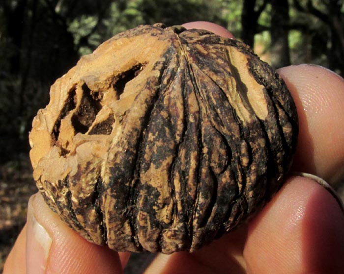 Mexican Walnut, JUGLANS MOLLIS, nut