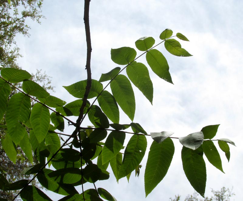 Mexican Walnut, JUGLANS MOLLIS, leaves