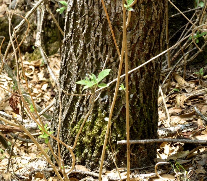 Mexican Walnut, JUGLANS MOLLIS, trunk