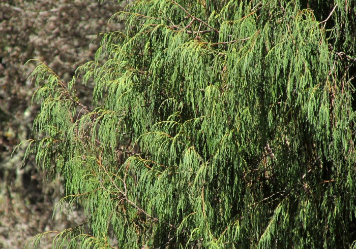 Weeping Juniper, JUNIPERUS FLACCIDA, branches