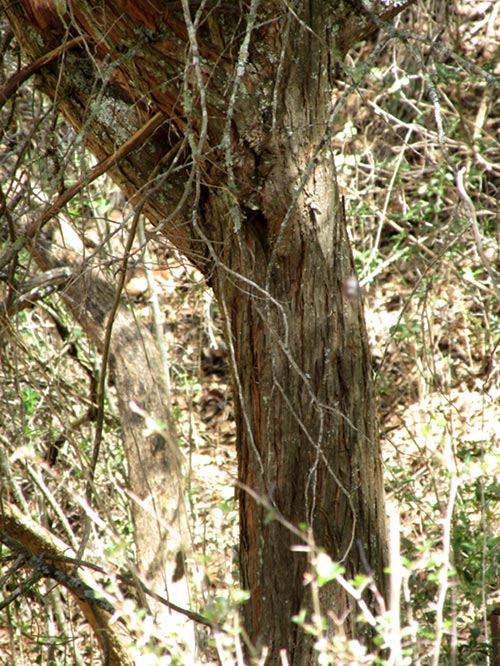 Weeping Juniper, JUNIPERUS FLACCIDA, trunk & brk