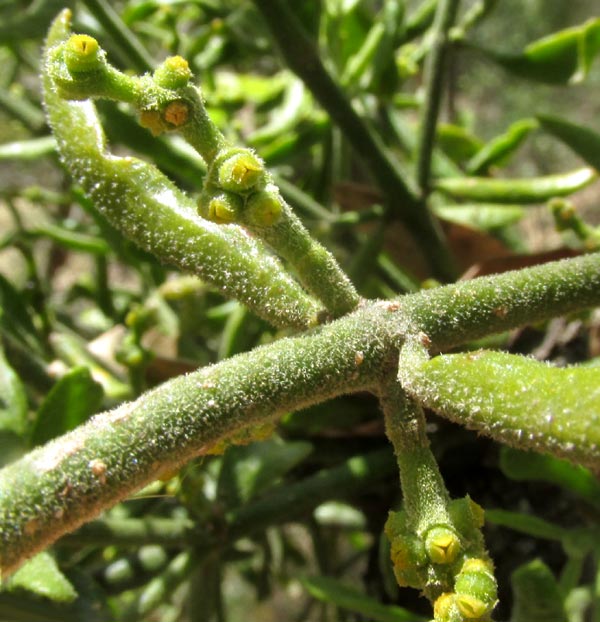 Oak Mistletoe, PHORADENDRON LEUCARPUM, tomentose stem and leaves