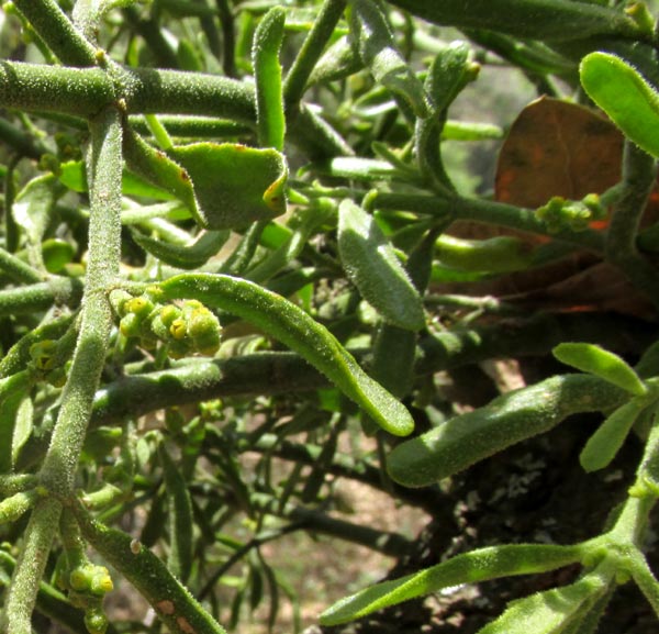 Oak Mistletoe, PHORADENDRON LEUCARPUM, leaves