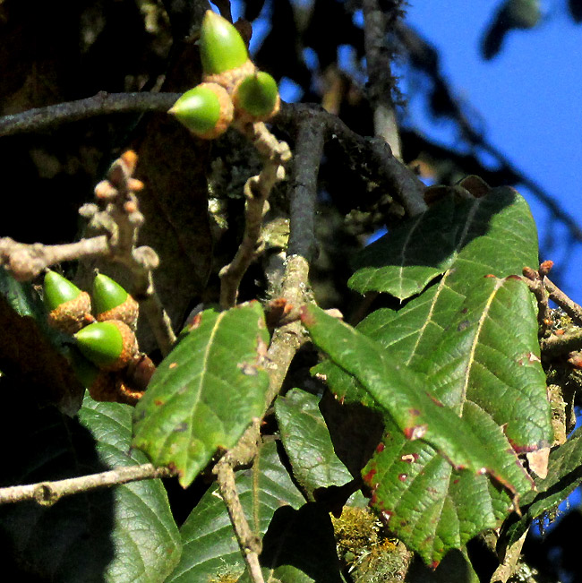 QUERCUS OBTUSATA, branching in leafless condition