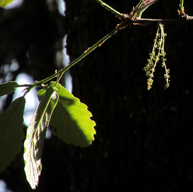 QUERCUS OBTUSATA, ament of male flowers, enlarging leaves