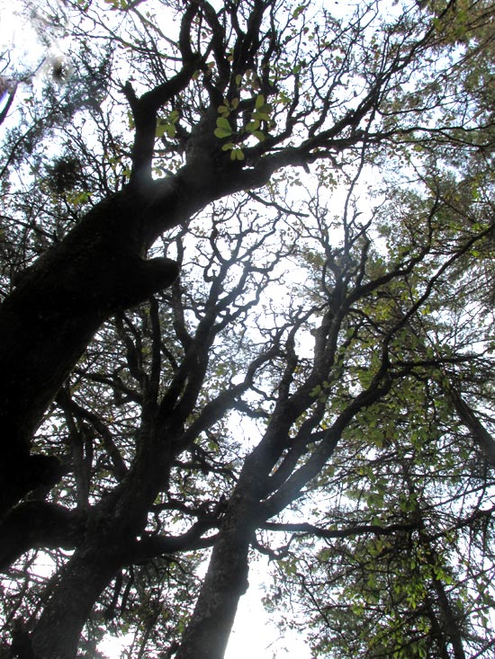 QUERCUS OBTUSATA, branching in leafless condition