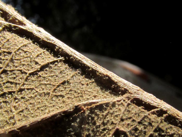 QUERCUS OBTUSATA, variety of previous season's leaves