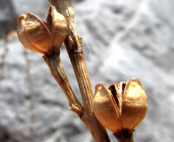Onionweed, ASPHODELUS FISTULOSUS
