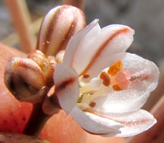 Onionweed, ASPHODELUS FISTULOSUS, flower showing stamens, staminodes and swollen filaments
