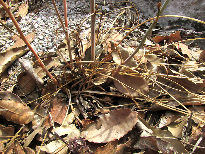 Onionweed, ASPHODELUS FISTULOSUS, dried up, dry-season leaves