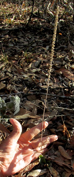 Plantain, PLANTAGO AUSTRALIS ssp HIRTELLA, previous season's dry stalk with empty calyxes, and tuft of new leaves