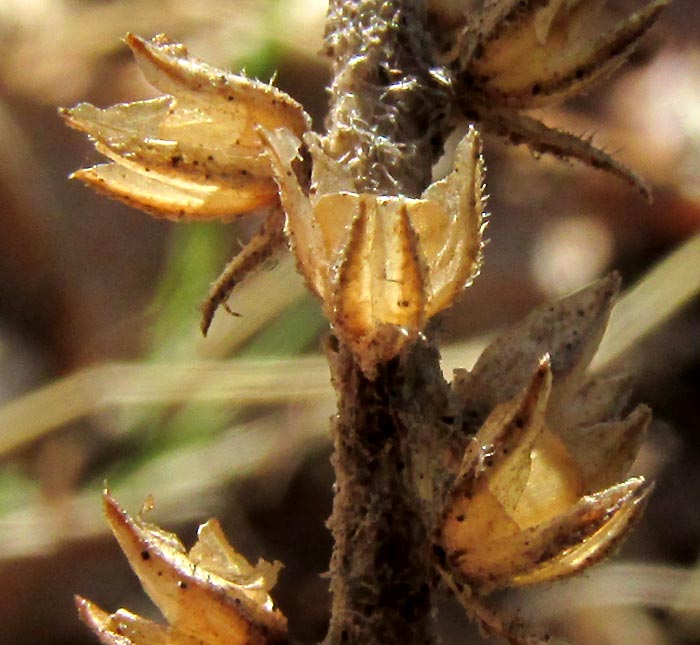 Plantain, PLANTAGO AUSTRALIS ssp HIRTELLA, empty calyxes on dried out flower stalk