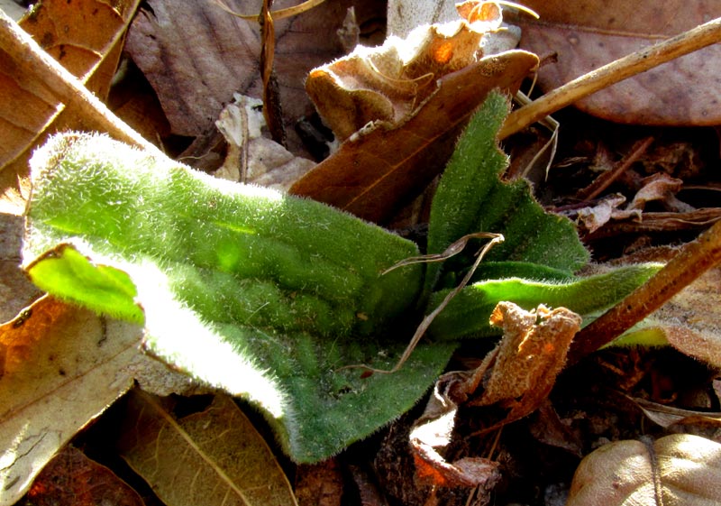 Plantain, PLANTAGO AUSTRALIS ssp HIRTELLA, leaves emerging beside last season's dried-out stalks