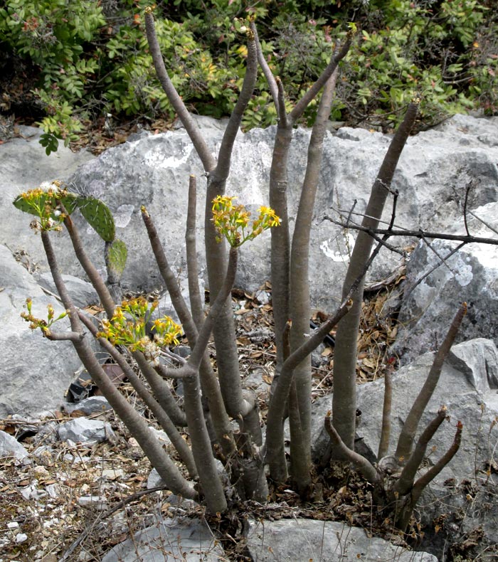 Broomstick Tree, PITTOCAULON PRAECOX