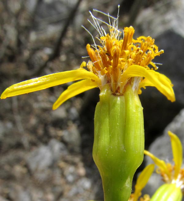 Broomstick Tree, PITTOCAULON PRAECOX, flowering head showing phyllaries