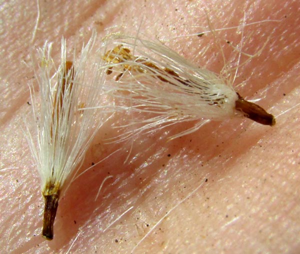 Broomstick Tree, PITTOCAULON PRAECOX, cypselae with pappi