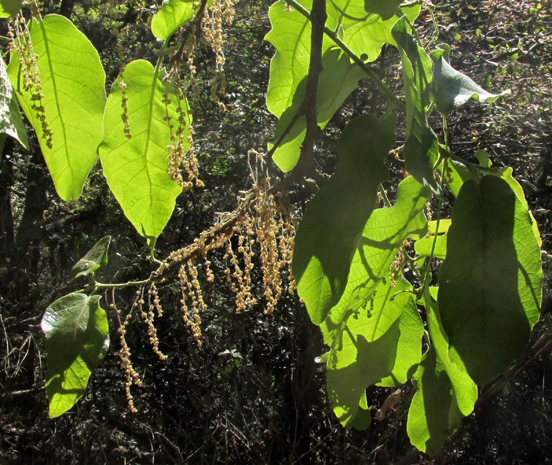 QUERCUS LAXA, young leaves & aments of male flowers