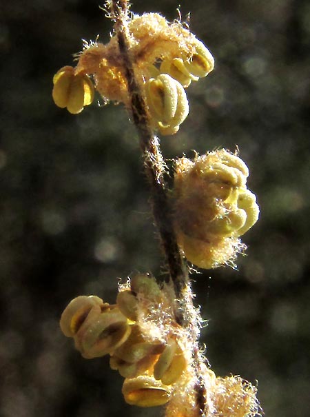 QUERCUS LAXA, hairy male flowers & rachis