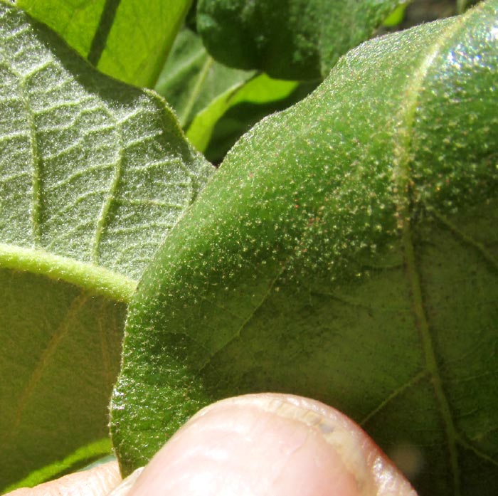 QUERCUS LAXA, hair upper and lower leaf surfaces