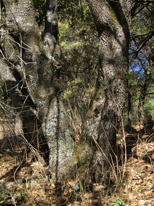 QUERCUS LAXA, trunk and bark