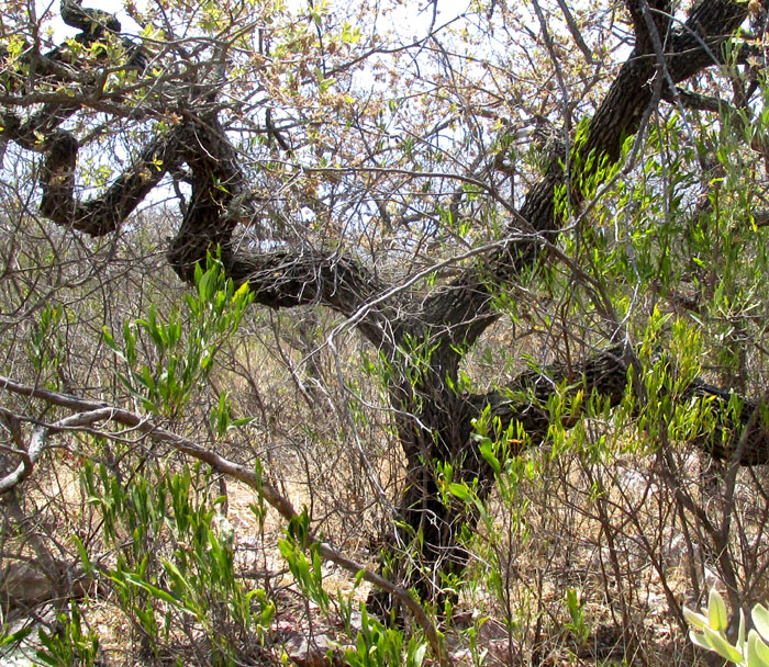 QUERCUS MEXICANA, gnarly trunk