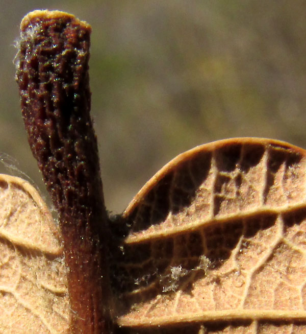 QUERCUS MEXICANA, close0uo of leaf base and undersurface