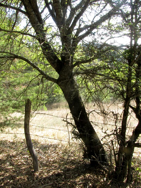 QUERCUS MEXICANA, leafless tree at end of dry season