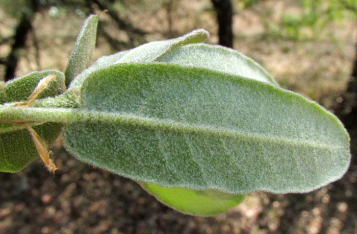 QUERCUS MEXICANA, emerging hairy leaves and stem