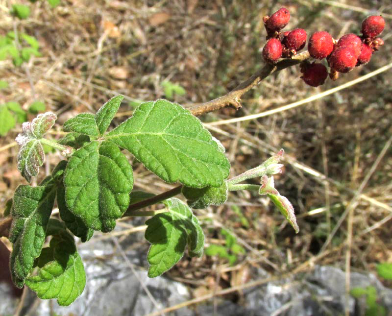 Fragrant Sumac, RHUS AROMATICA, fruits & leaves