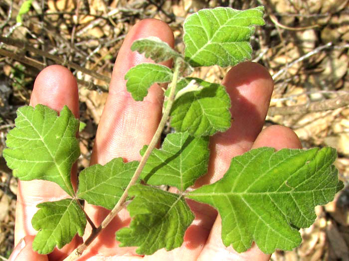 Fragrant Sumac, RHUS AROMATICA, trifoliate leaves