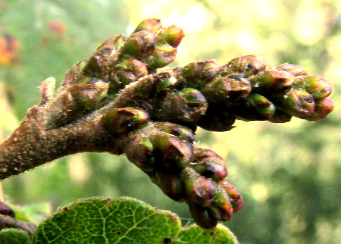 Fragrant Sumac, RHUS AROMATICA, immature flowering heads