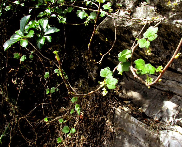 RIBES AFFINE, flowering branch