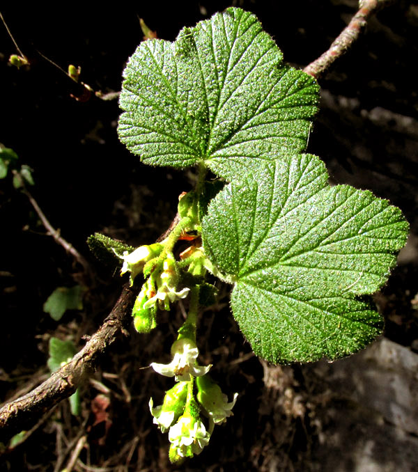 RIBES AFFINE, flowers and leaves