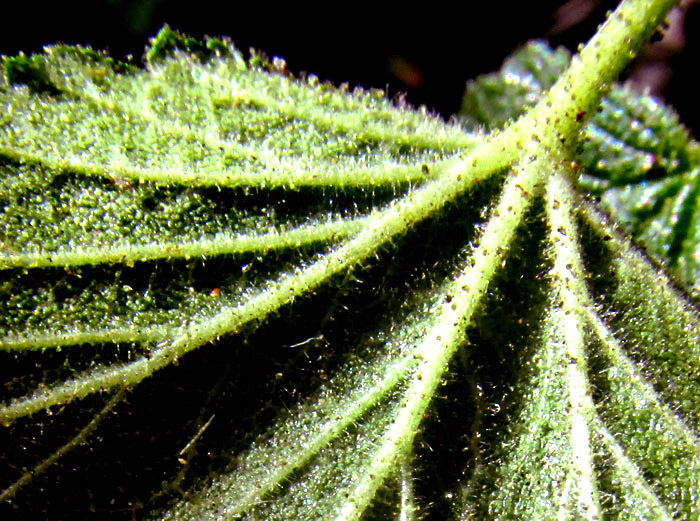 RIBES AFFINE, glandular, hairy leaf undersurface