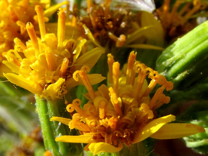 ROLDANA LOBATA, capitula or flowering heads