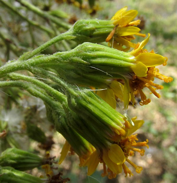 ROLDANA LOBATA, capitula seen from side