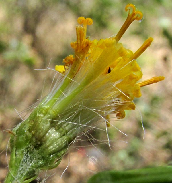 ROLDANA LOBATA, broken open capitulum