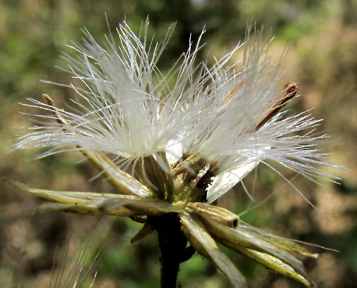 ROLDANA LOBATA, mature cypselae